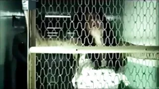 Titted бяцхан хүүгийн ro Llloy