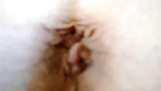Шаргал гүнж хөхсөн нь өөх хойлог